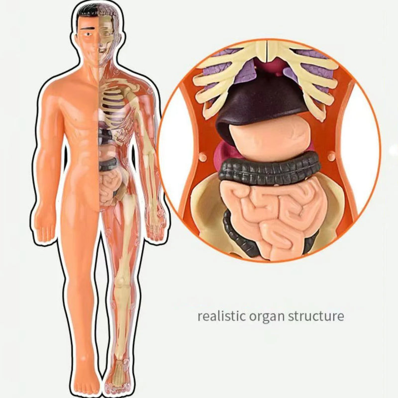 Modelo Anatômico do Corpo Humano 3D, Modelo para Estudos de Medicina