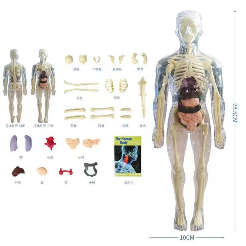 Modelo Anatômico do Corpo Humano 3D, Modelo para Estudos de Medicina