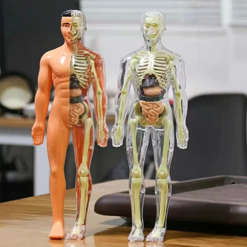 Modelo Anatômico do Corpo Humano 3D, Modelo para Estudos de Medicina