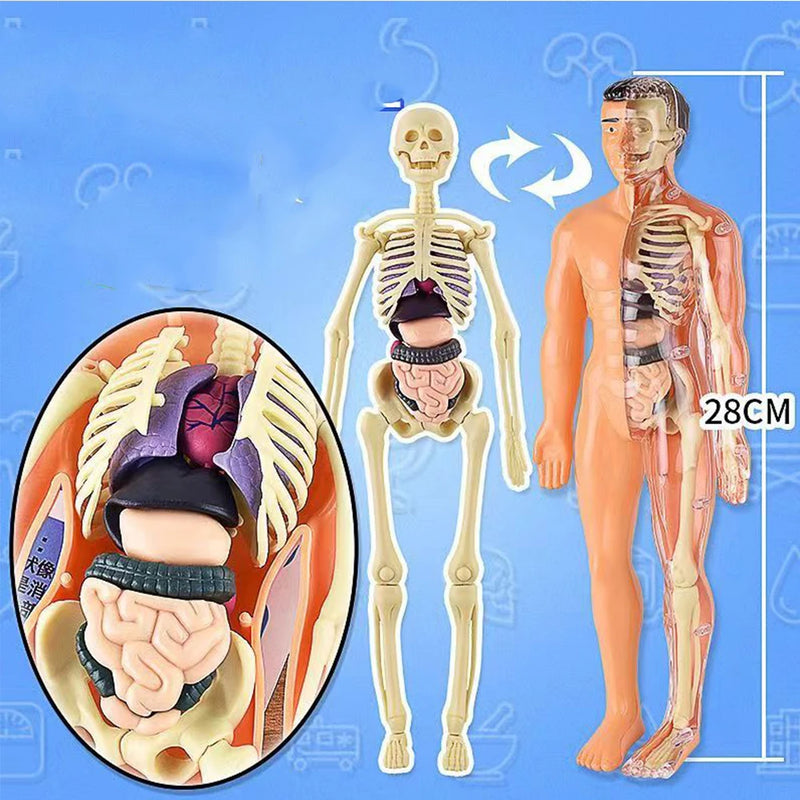 Modelo Anatômico do Corpo Humano 3D, Modelo para Estudos de Medicina