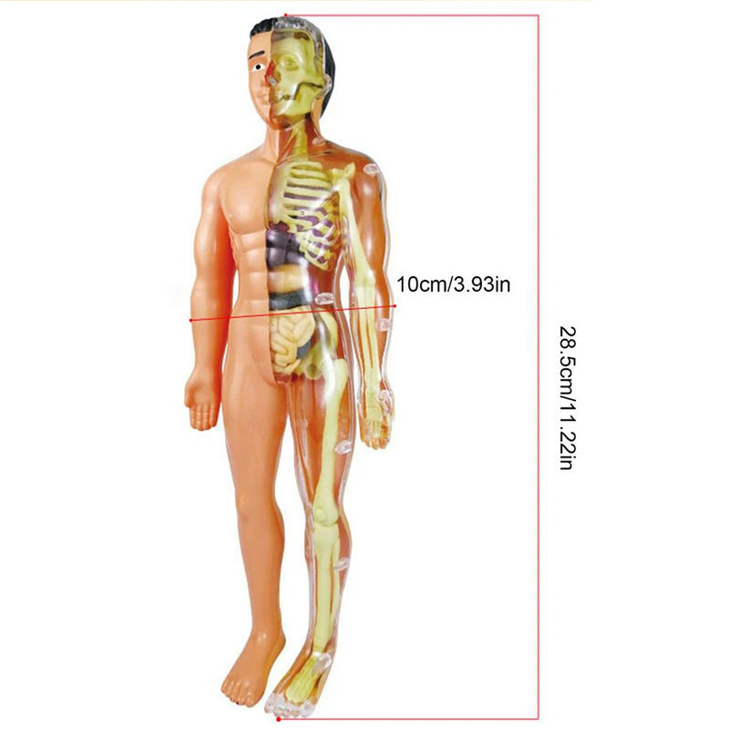 Modelo Anatômico do Corpo Humano 3D, Modelo para Estudos de Medicina